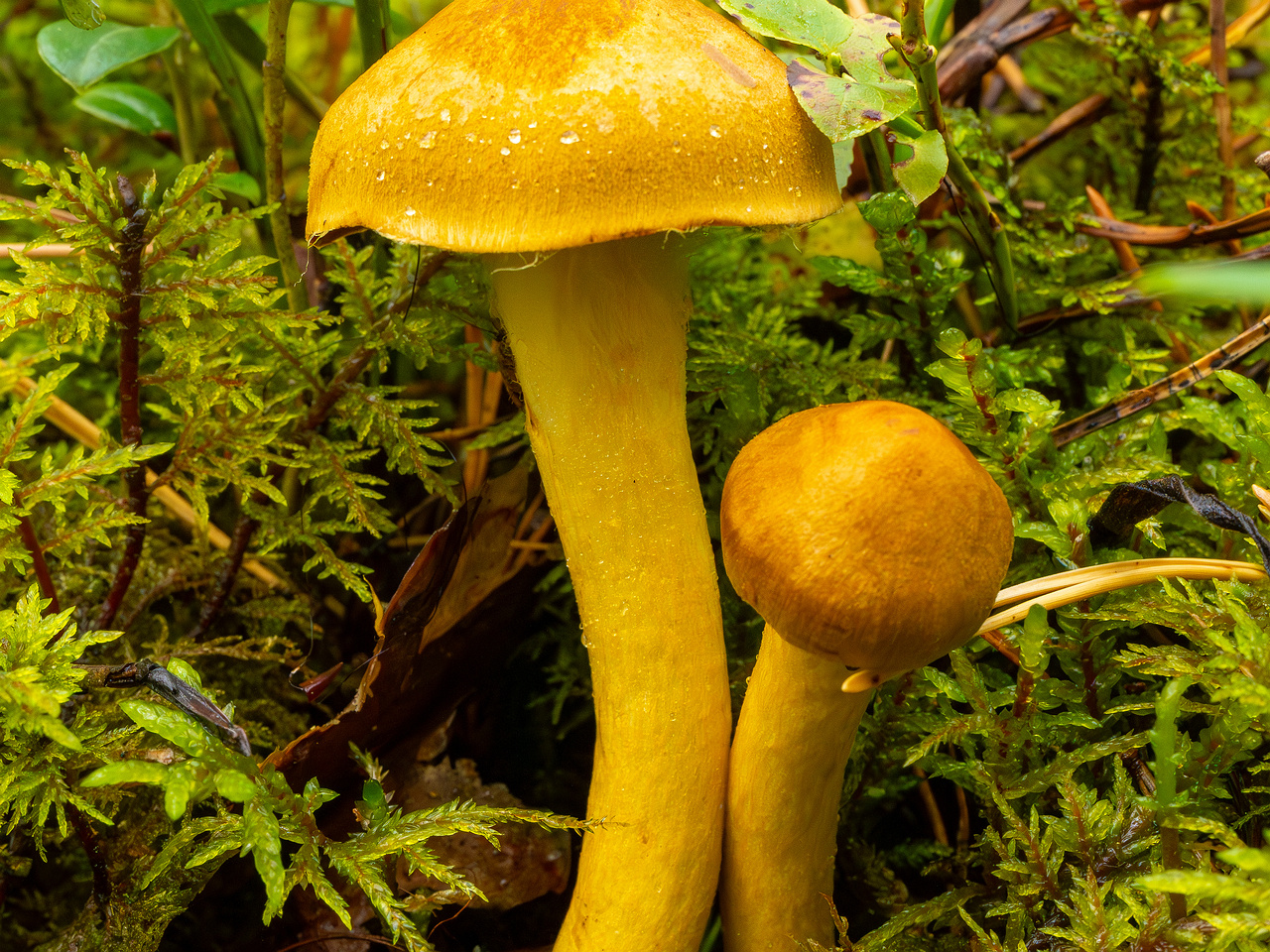 cortinarius-semisanguineus_1-1