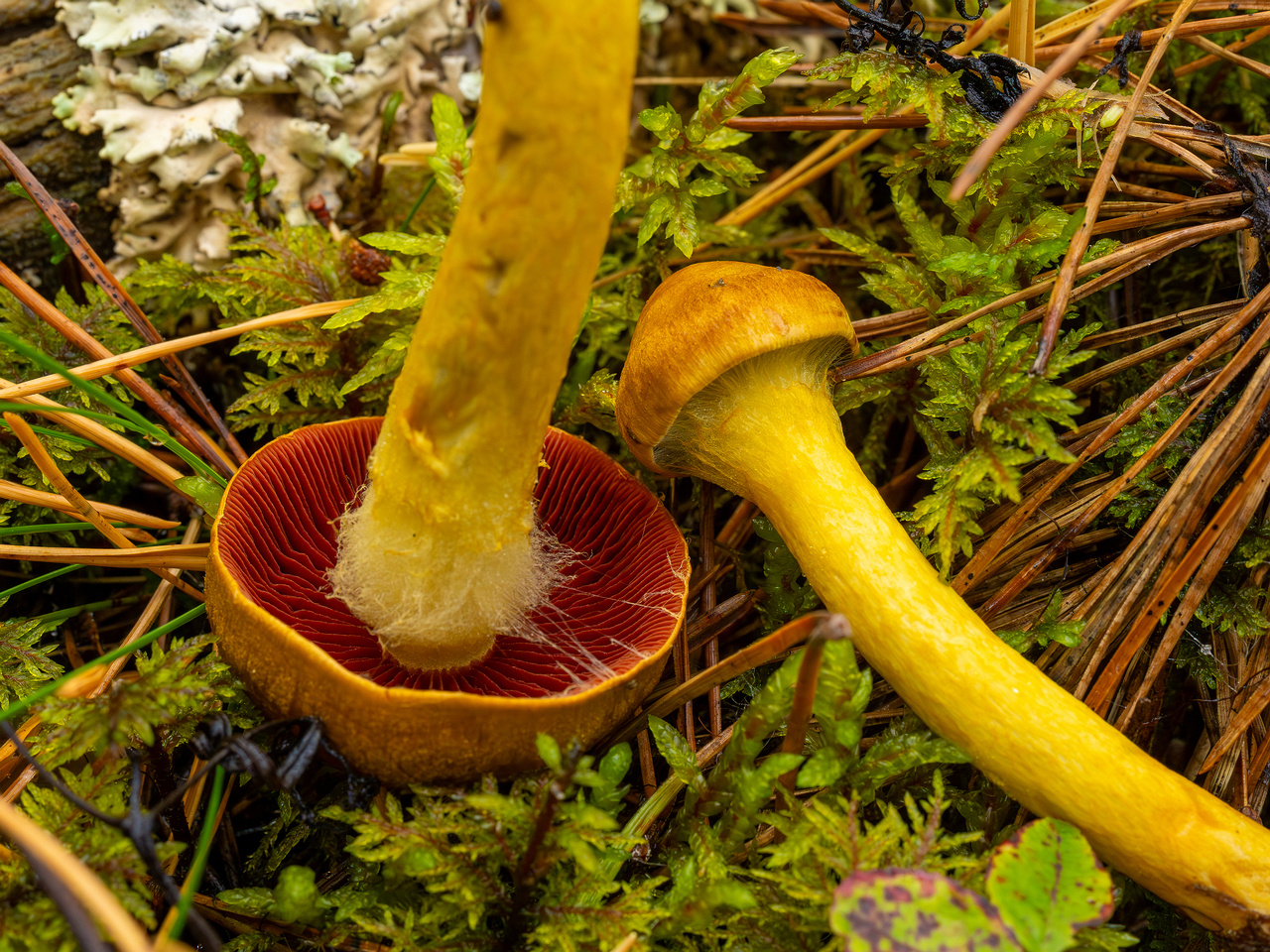 cortinarius-semisanguineus_1-10