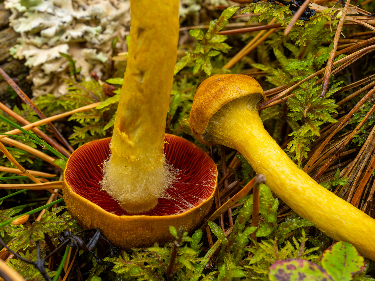 cortinarius-semisanguineus_1-11