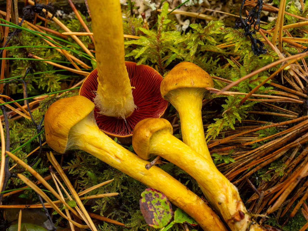 cortinarius-semisanguineus_1-15