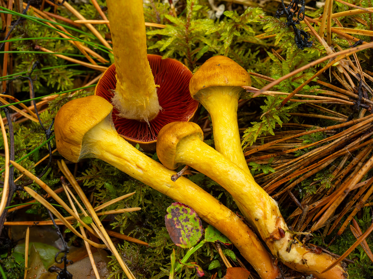 cortinarius-semisanguineus_1-16