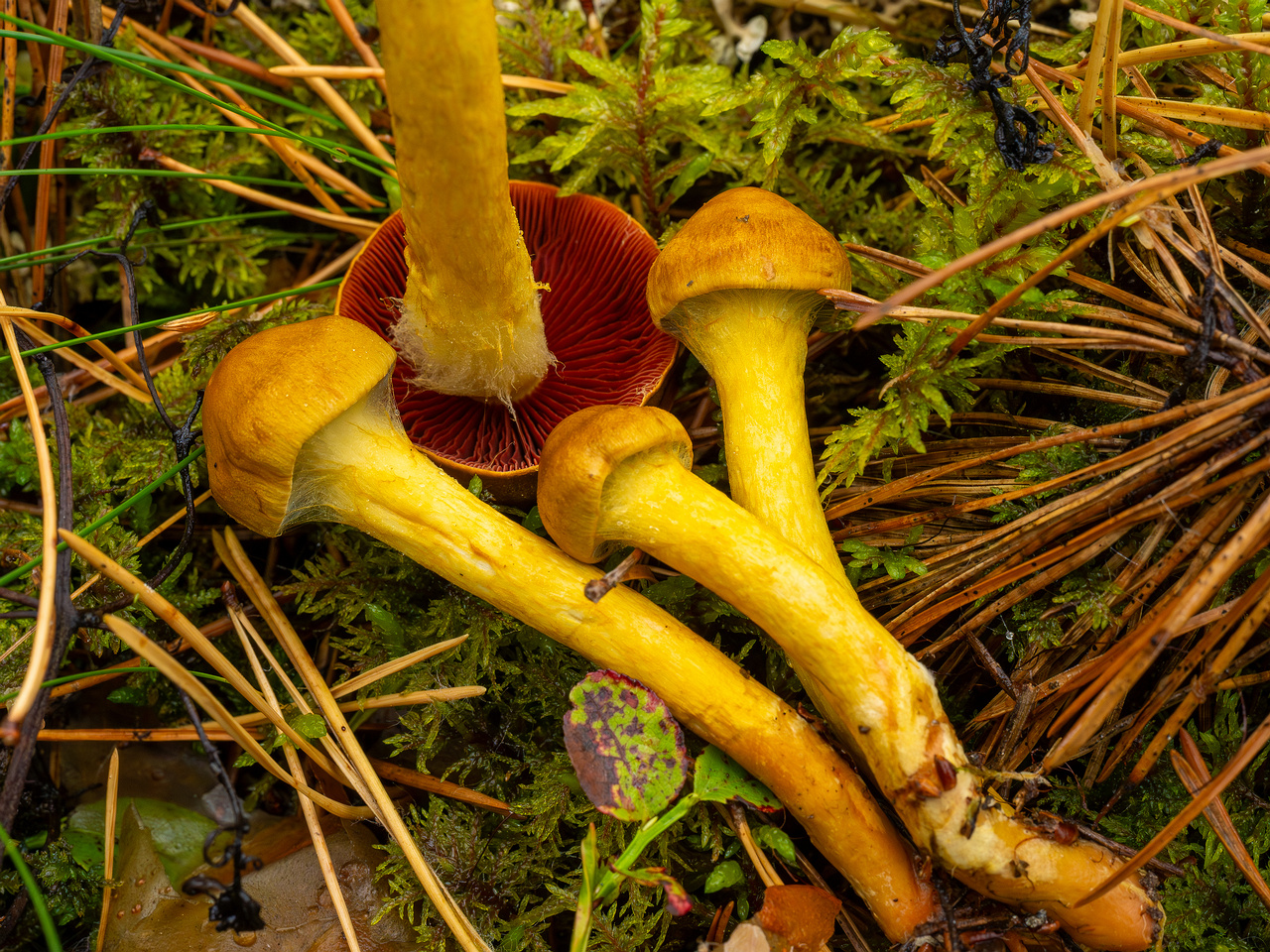 cortinarius-semisanguineus_1-18