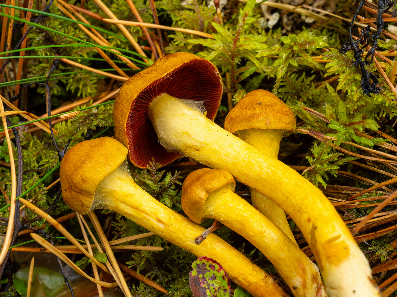 cortinarius-semisanguineus_1-19