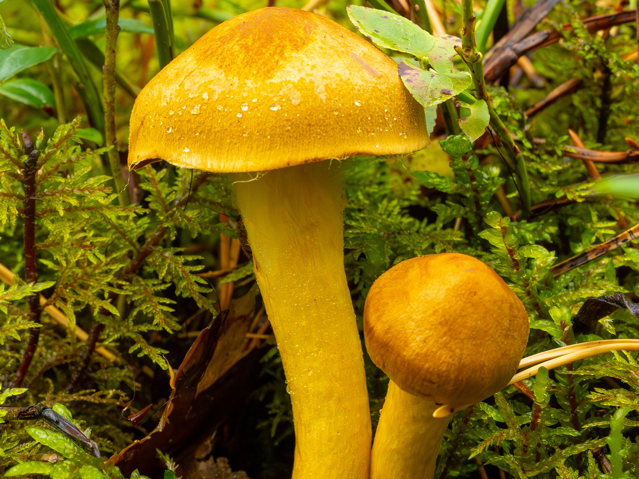 cortinarius-semisanguineus_1-2