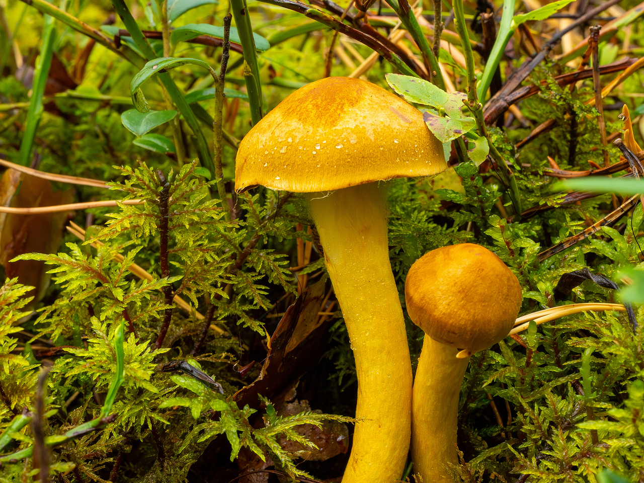 cortinarius-semisanguineus_1-3