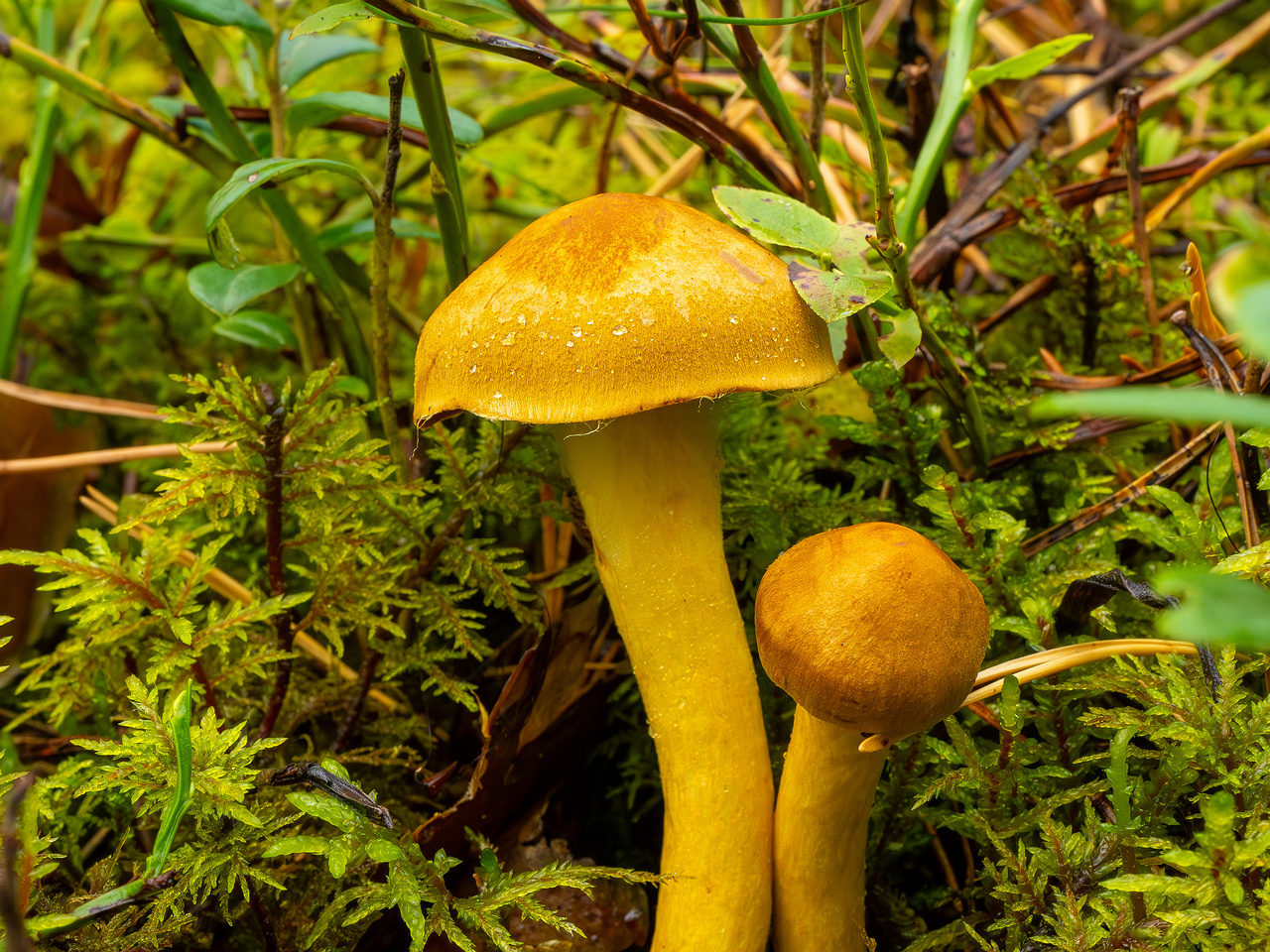 cortinarius-semisanguineus_1-4