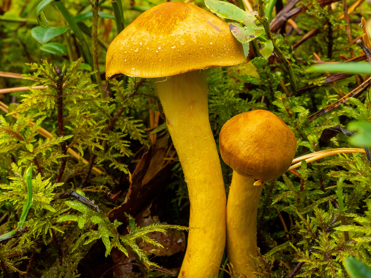 cortinarius-semisanguineus_1-5