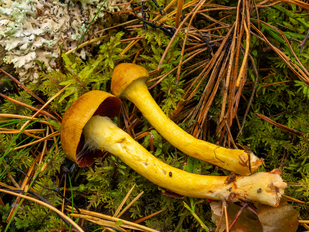 cortinarius-semisanguineus_1-6