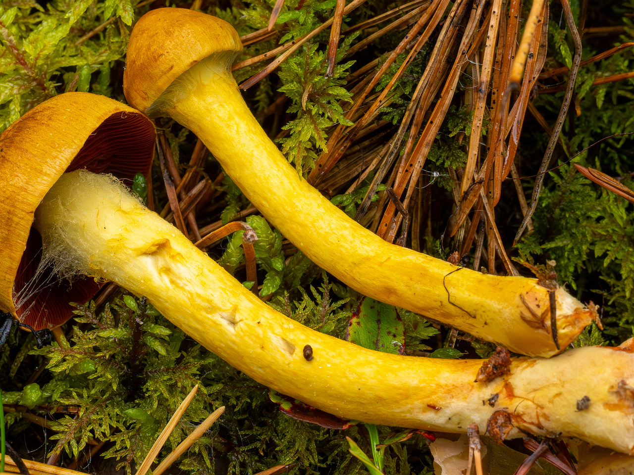 cortinarius-semisanguineus_1-7