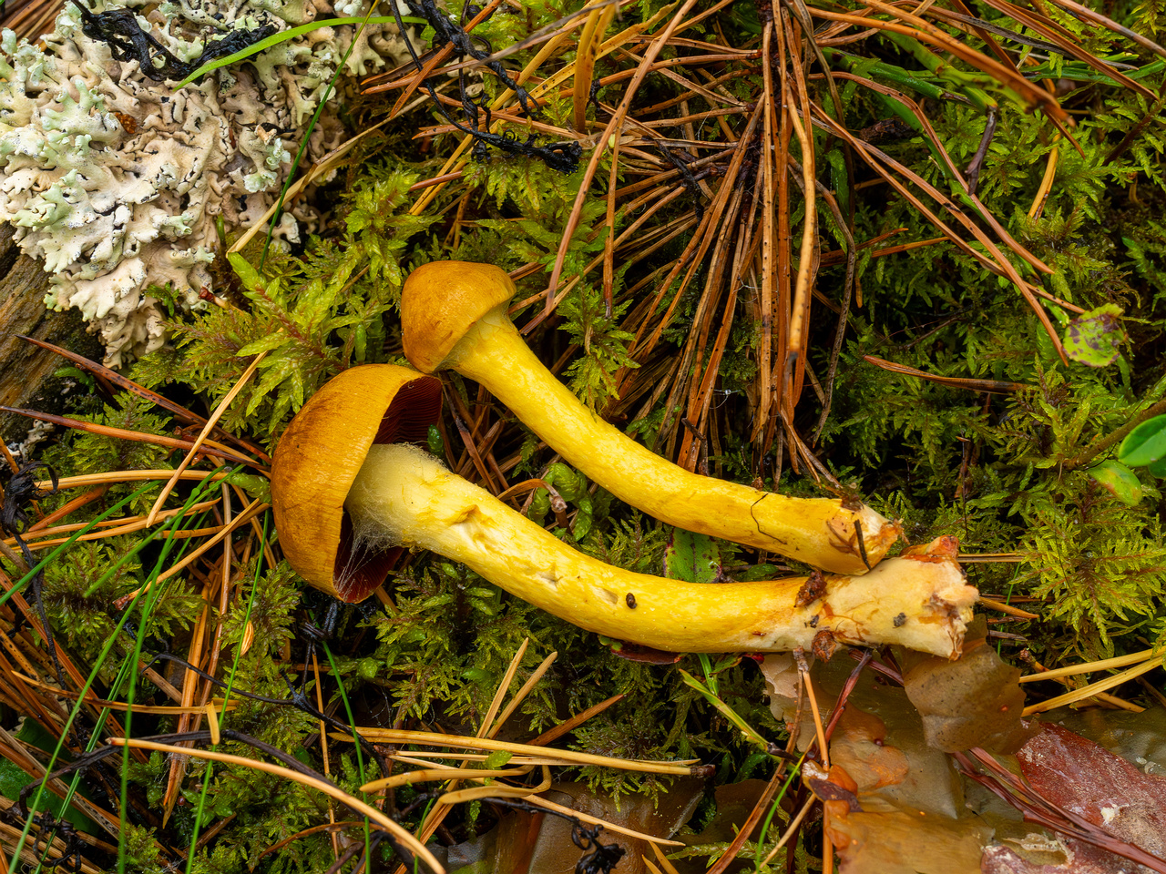 cortinarius-semisanguineus_1-8