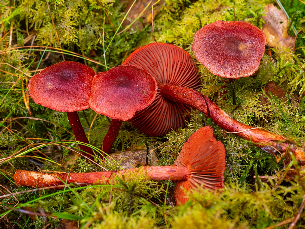 Паутинник кроваво-красный - Cortinarius sanguineus