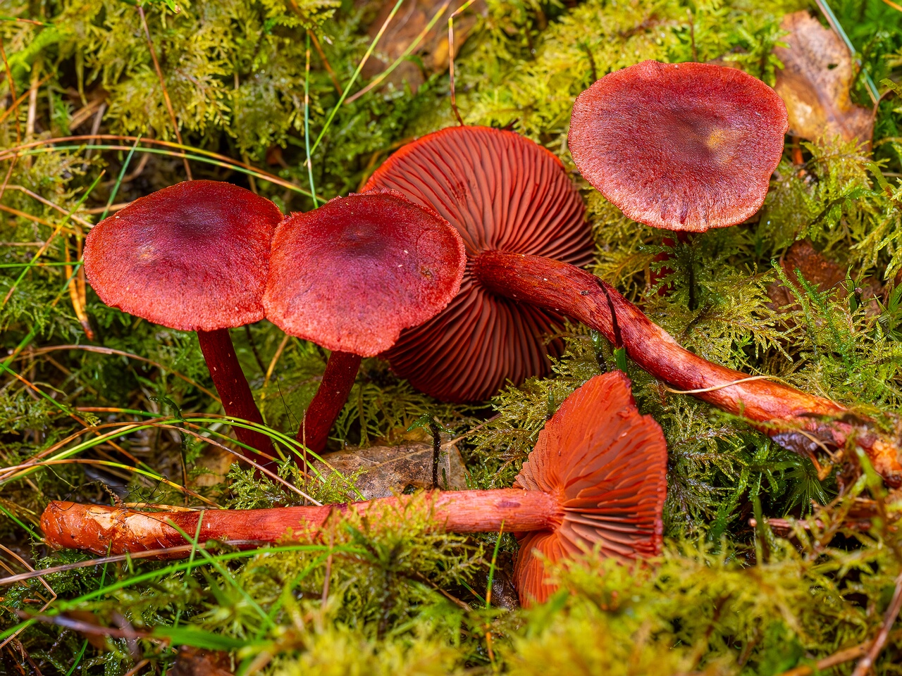 !Cortinarius sanguineus _2026-09-17_1-4