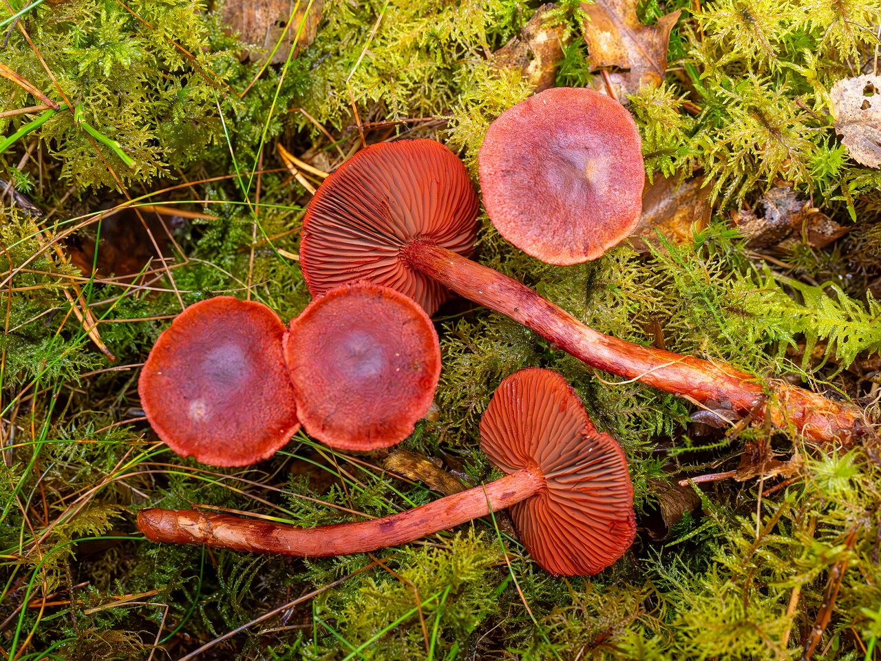 Cortinarius sanguineus _2026-09-17_1-2