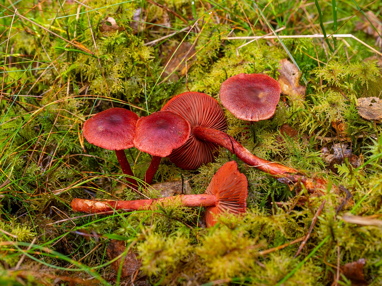 Cortinarius sanguineus _2026-09-17_1-5