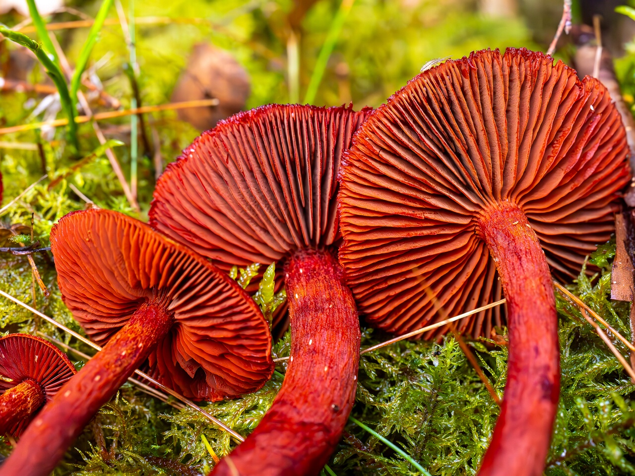 Cortinarius sanguineus _2026-09-17_1-7