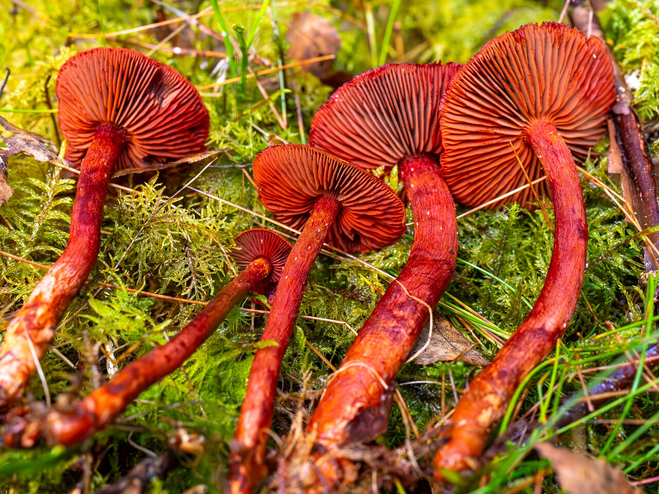 Cortinarius sanguineus _2026-09-17_1-8