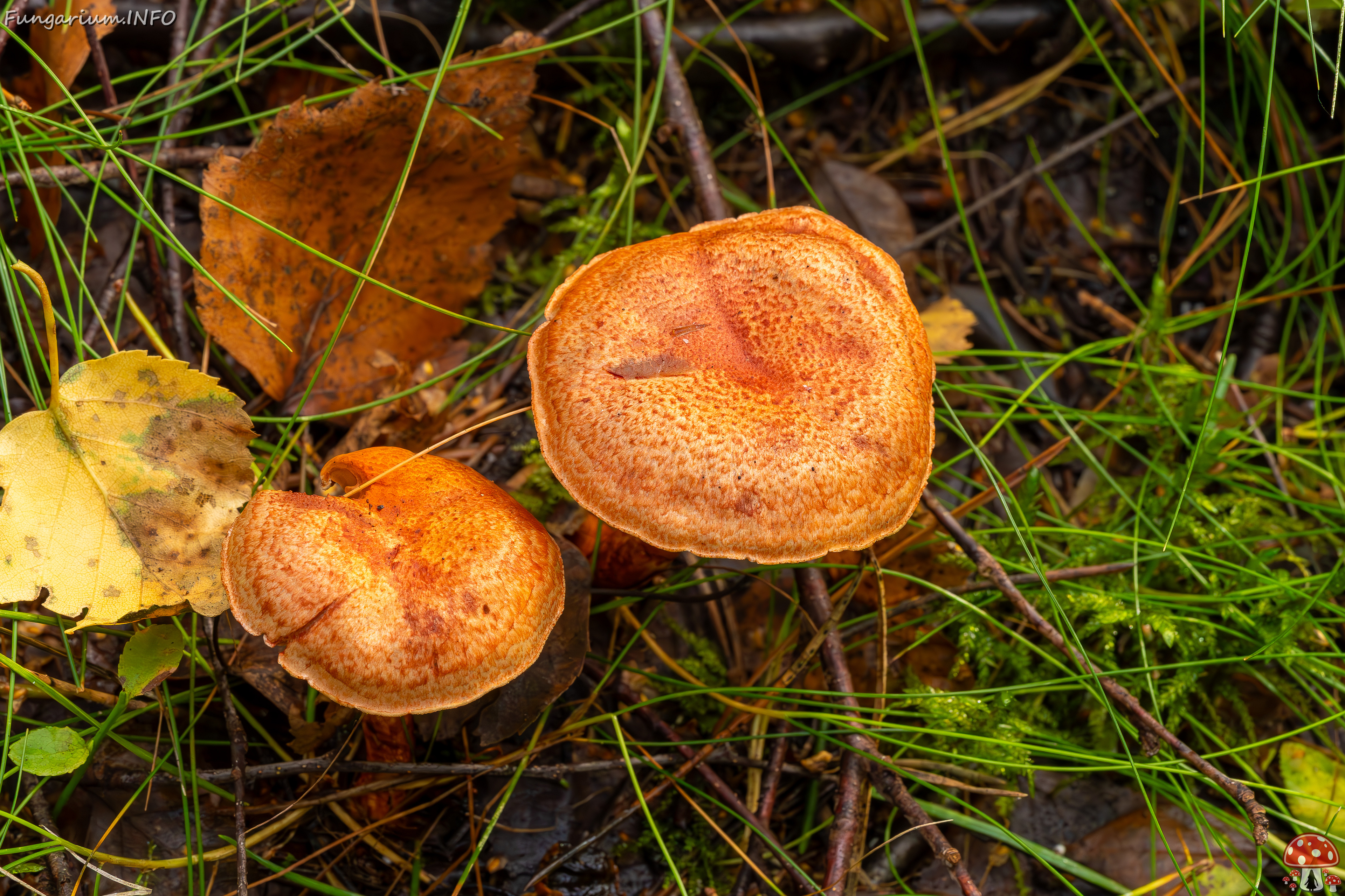 cortinarius-bolaris_2023-09-10_1-1 