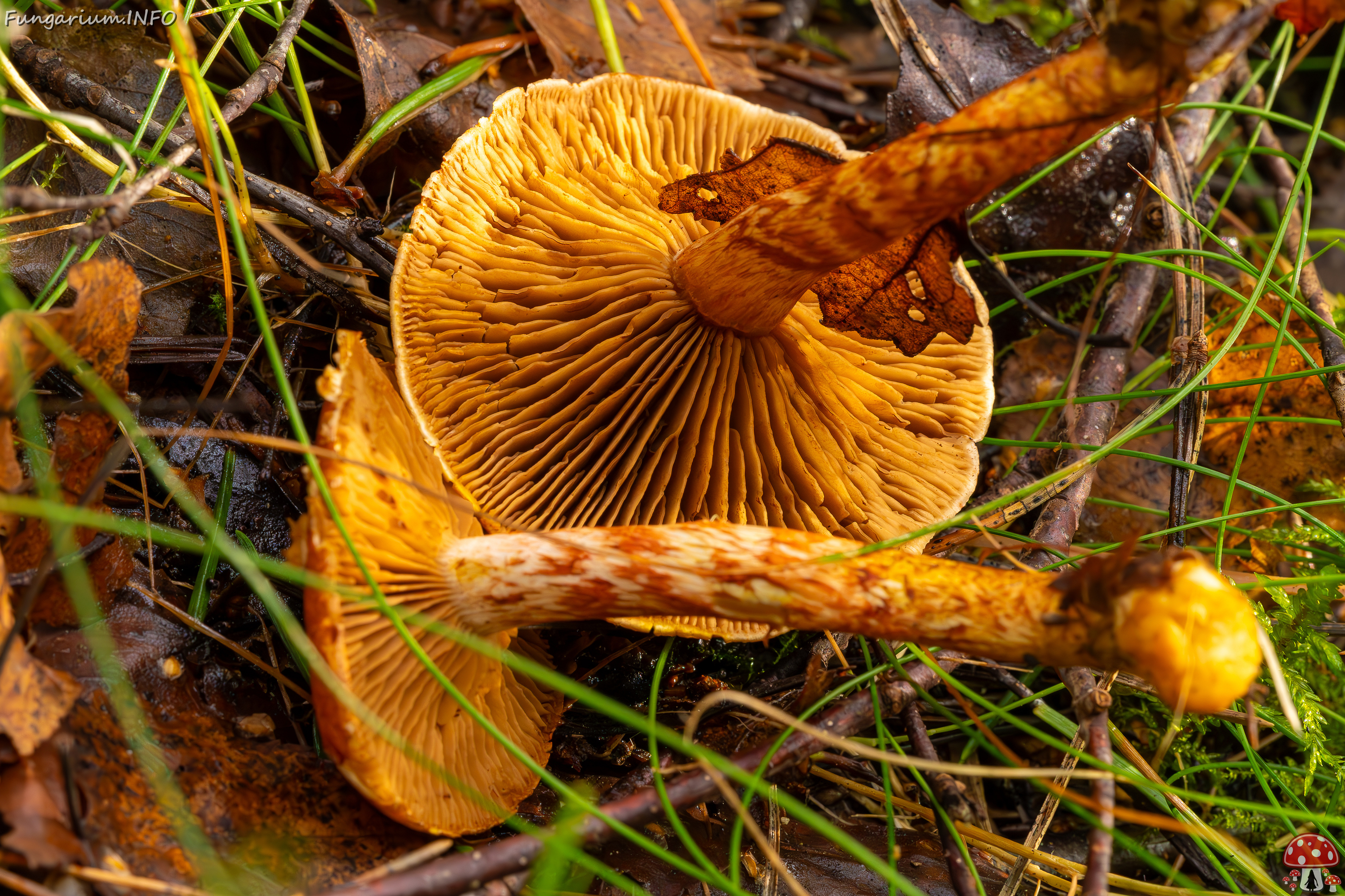 cortinarius-bolaris_2023-09-10_1-10 