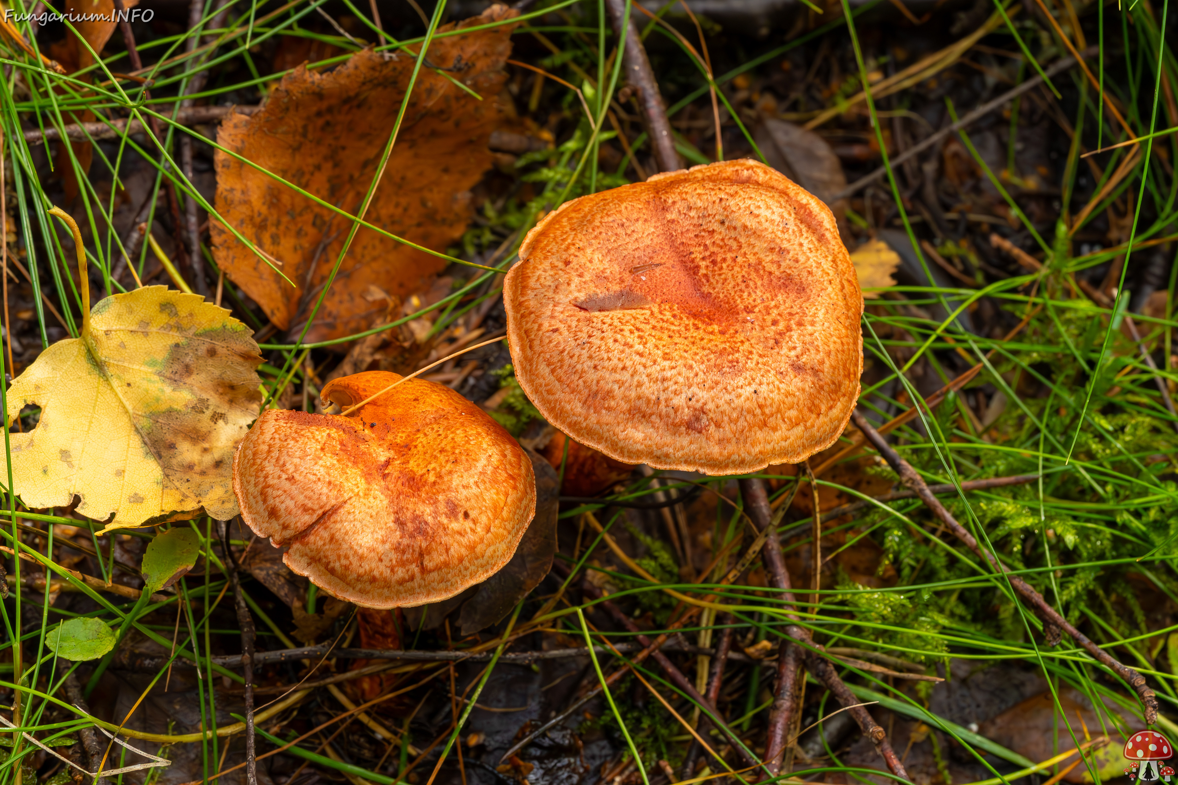 cortinarius-bolaris_2023-09-10_1-3 