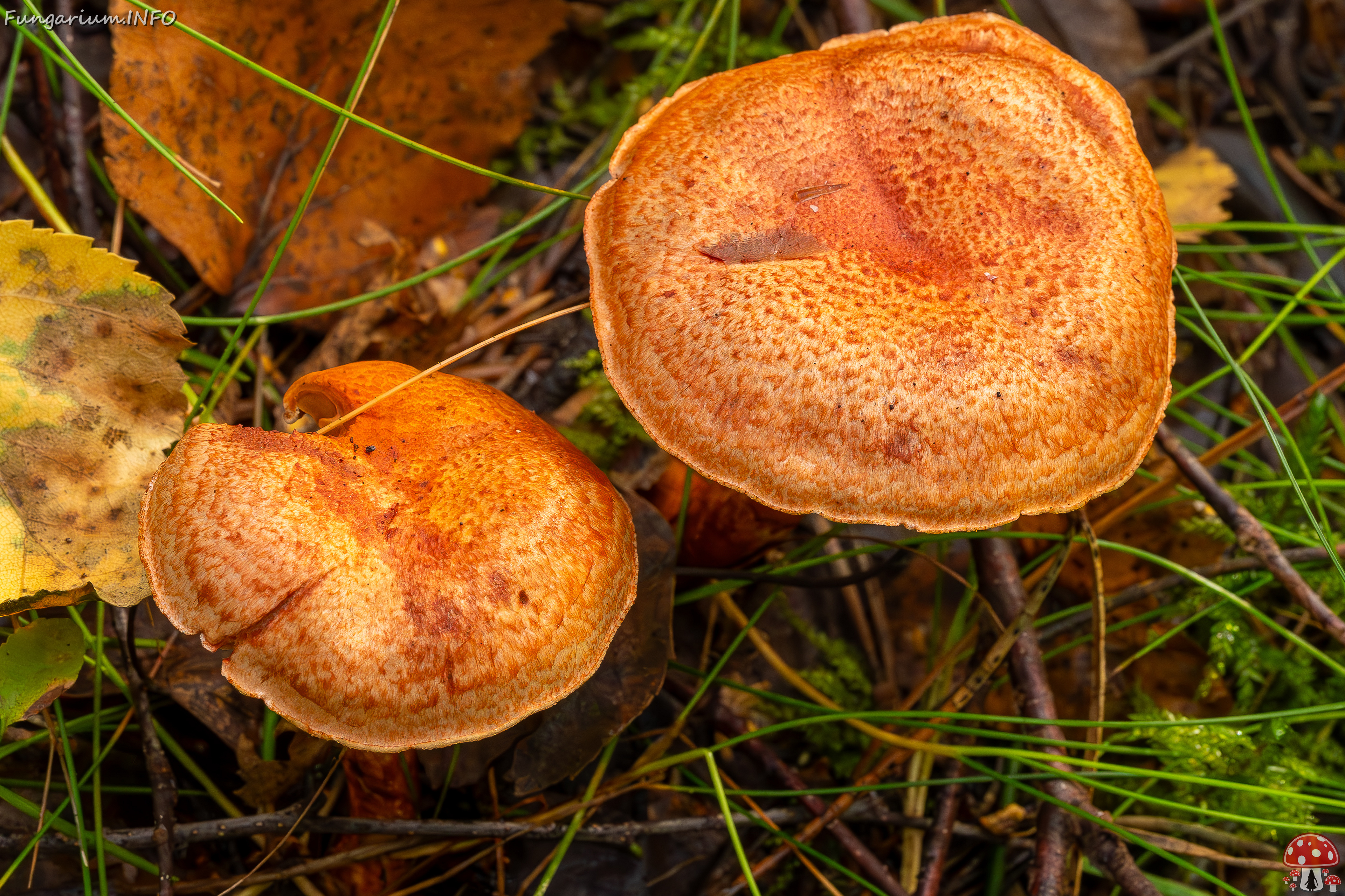 cortinarius-bolaris_2023-09-10_1-4 