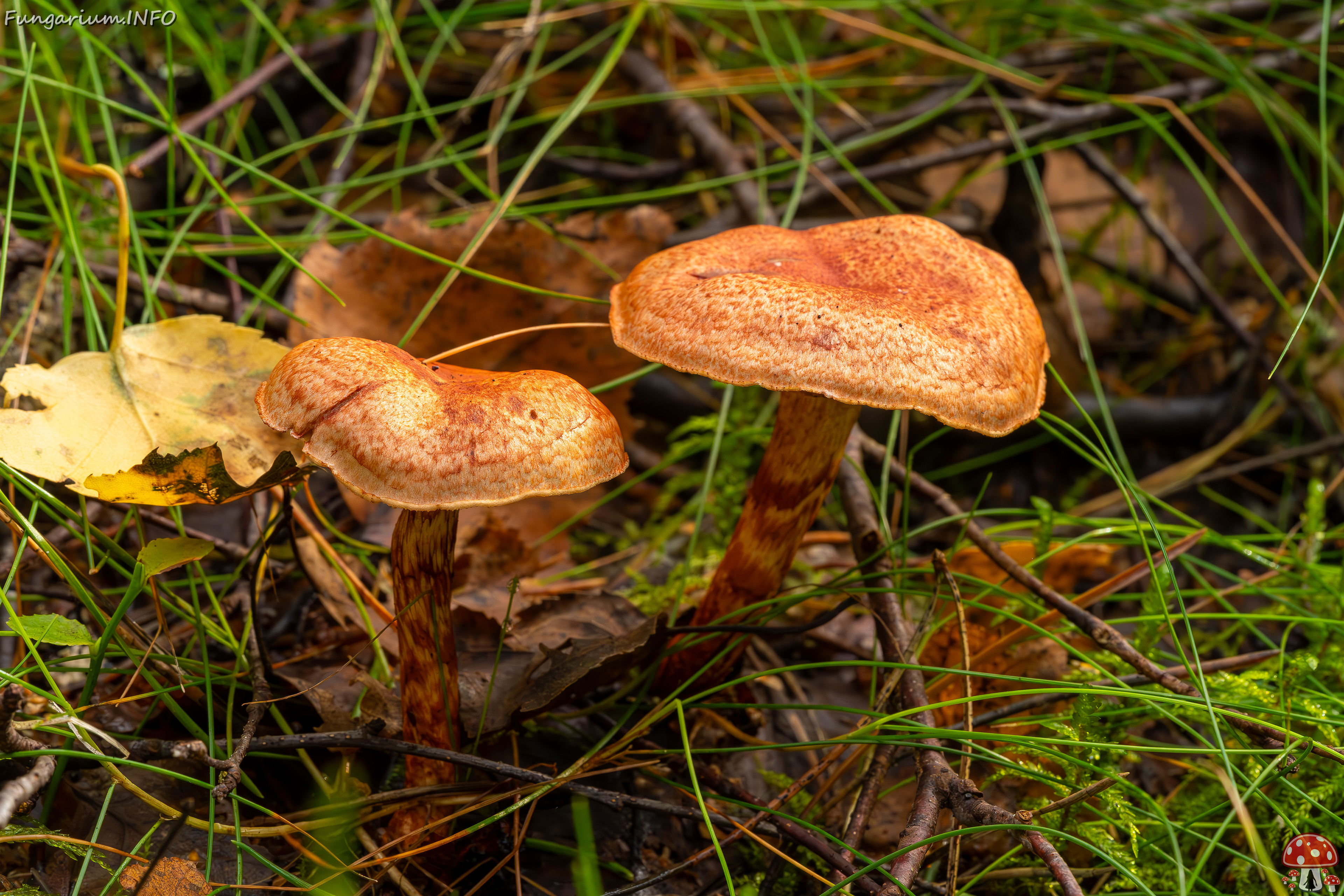 cortinarius-bolaris_2023-09-10_1-5 