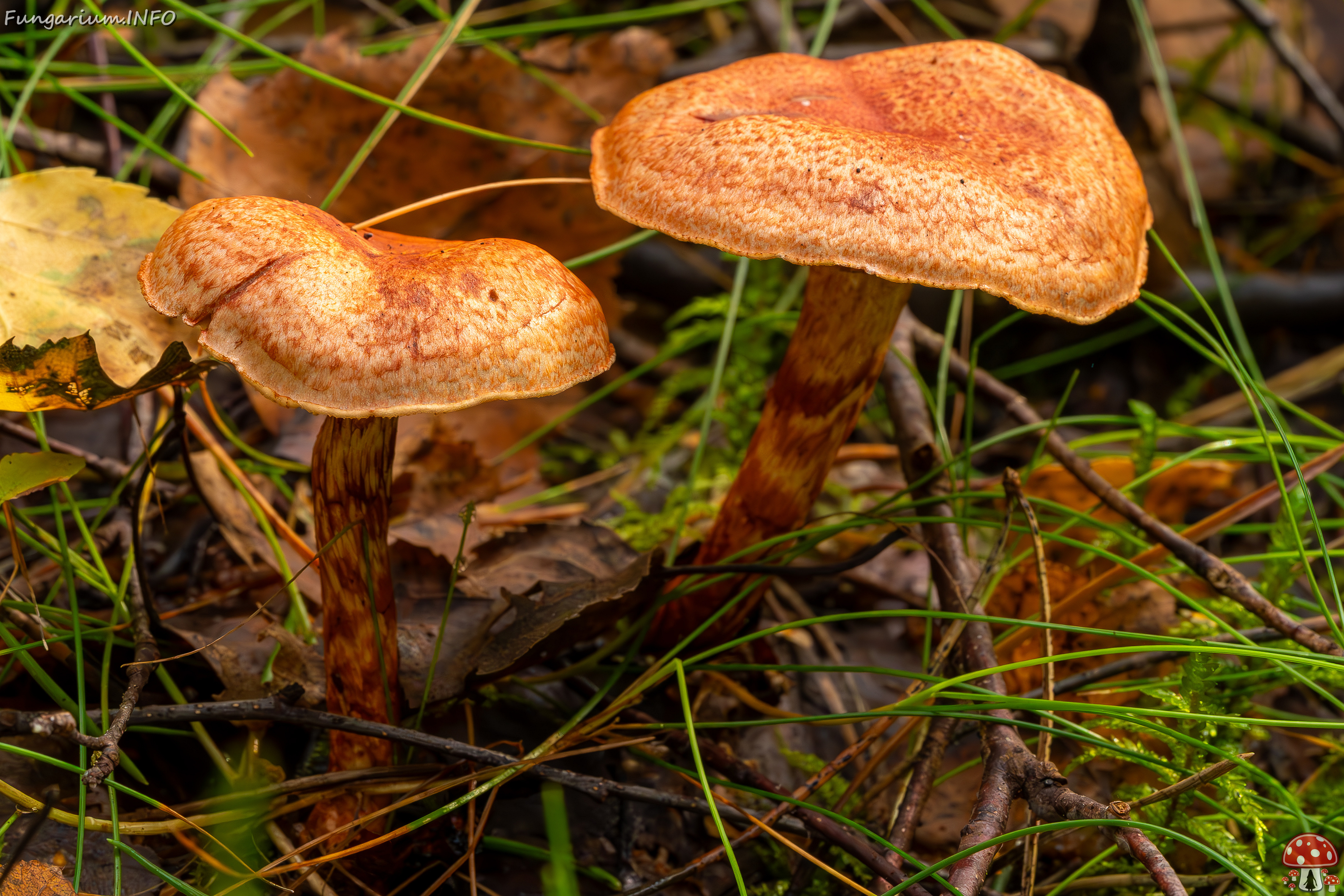 cortinarius-bolaris_2023-09-10_1-6 