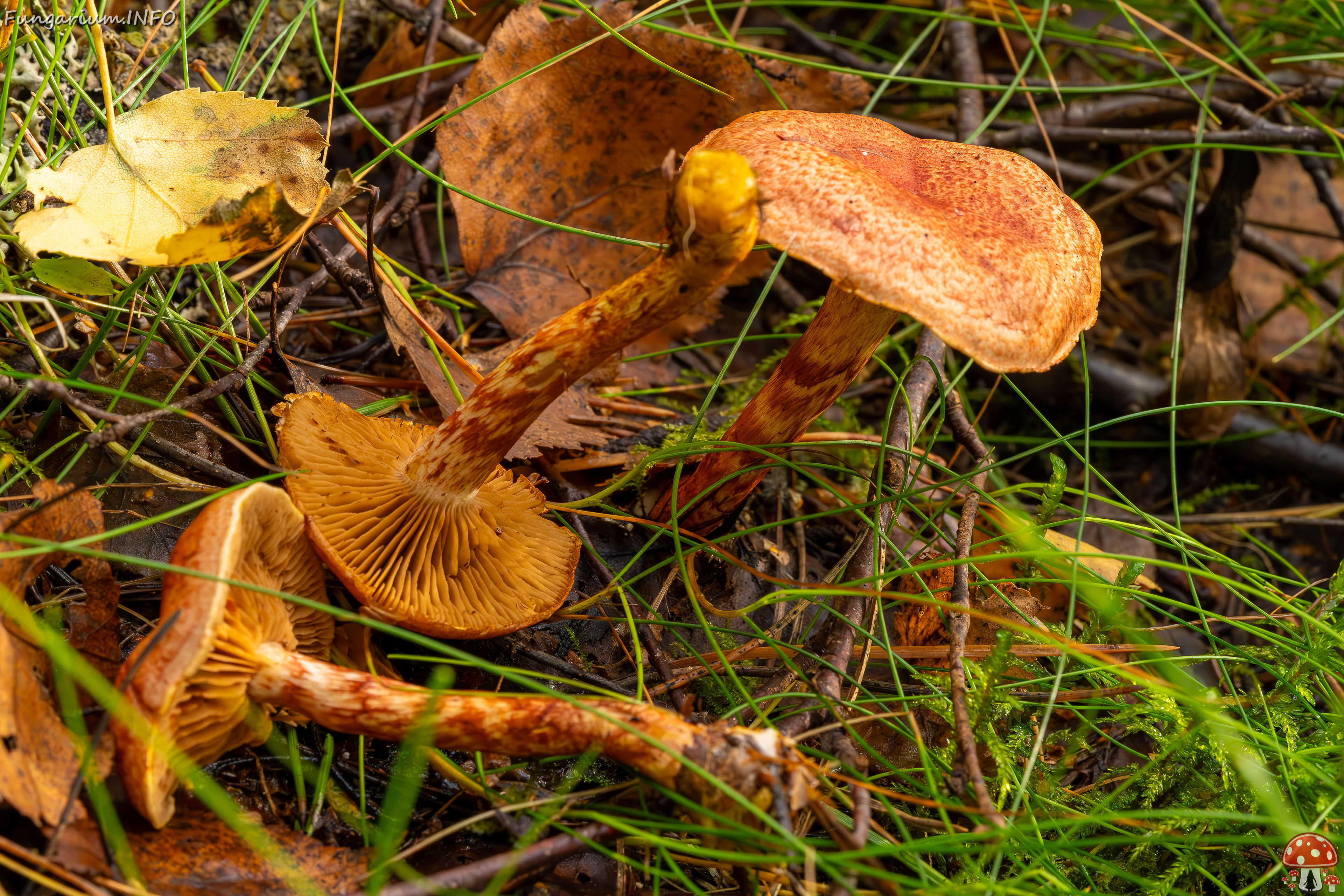 cortinarius-bolaris_2023-09-10_1-8 