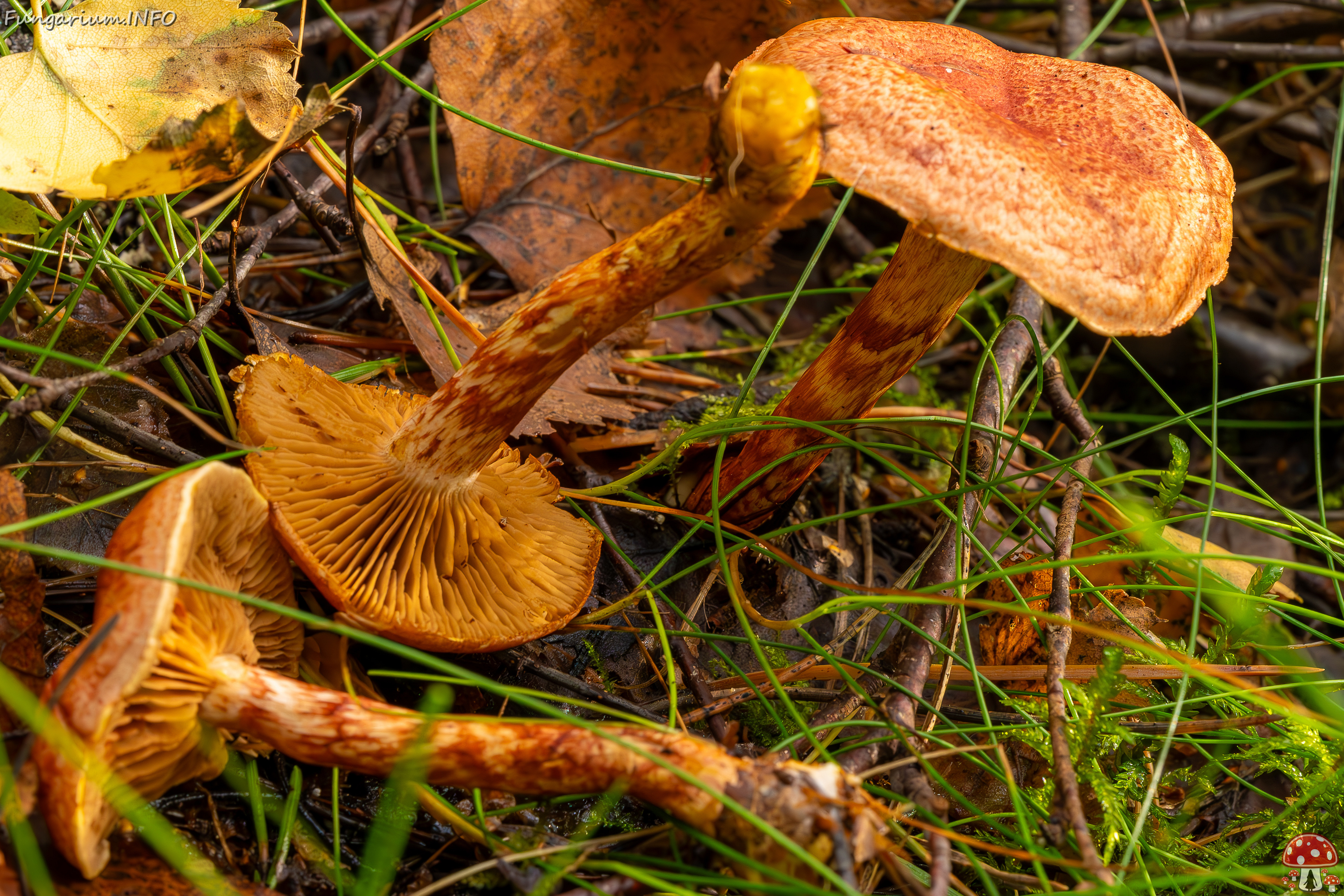 cortinarius-bolaris_2023-09-10_1-9 