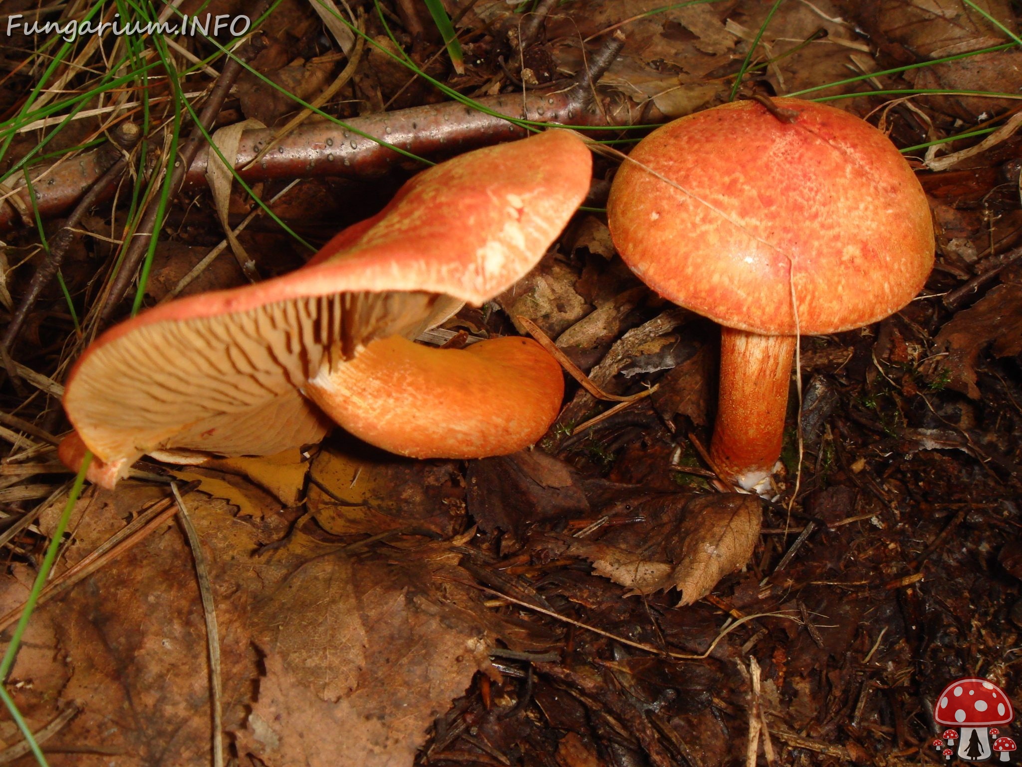 fungi-0004520 