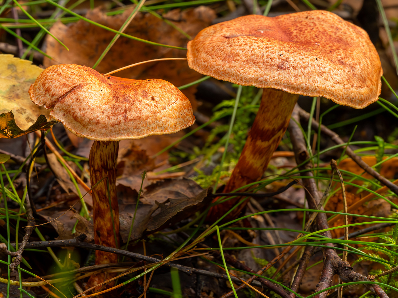 !cortinarius-bolaris_2023-09-10_1-7