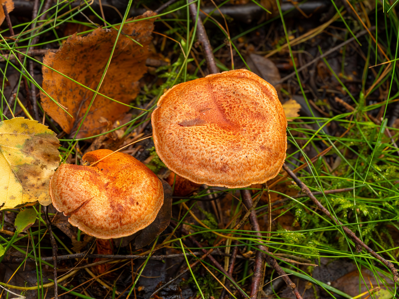 cortinarius-bolaris_2023-09-10_1-1