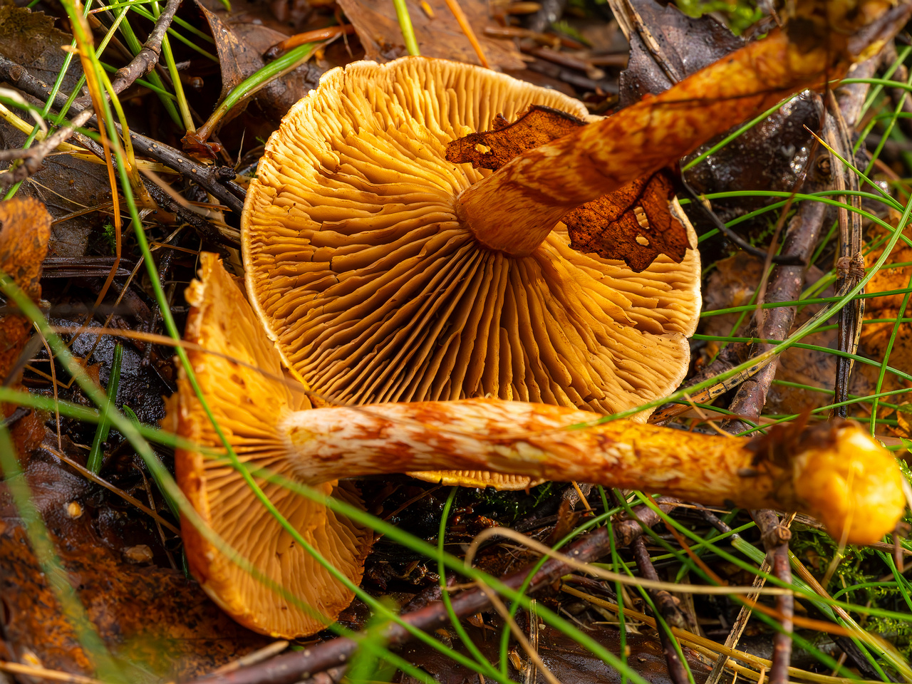 cortinarius-bolaris_2023-09-10_1-10