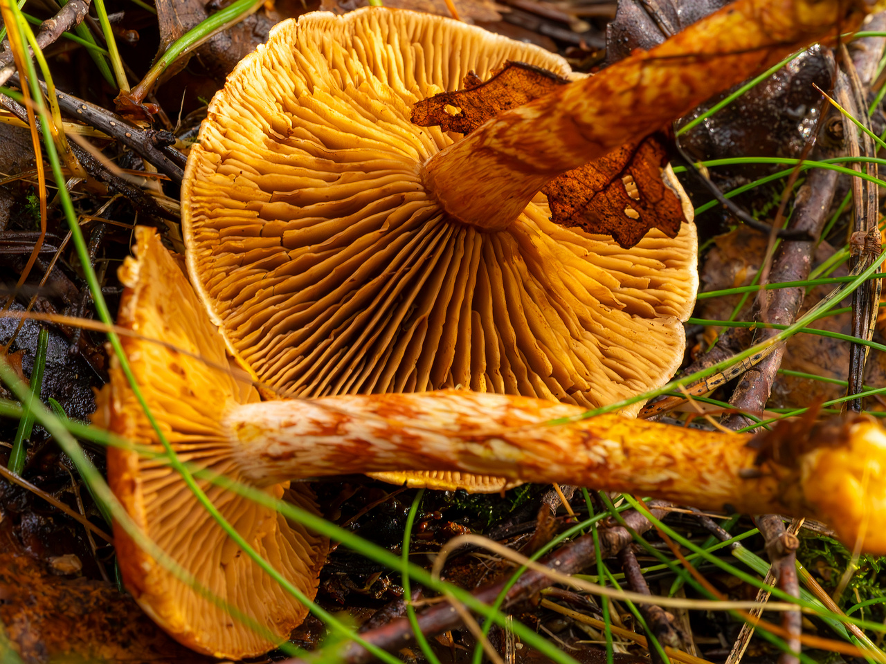 cortinarius-bolaris_2023-09-10_1-11