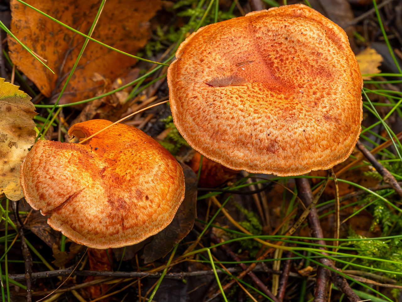 cortinarius-bolaris_2023-09-10_1-2