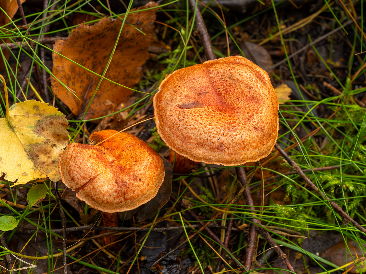 cortinarius-bolaris_2023-09-10_1-3