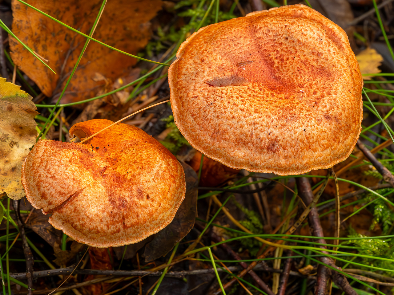 cortinarius-bolaris_2023-09-10_1-4