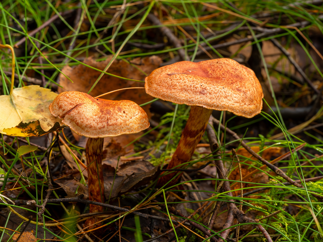 cortinarius-bolaris_2023-09-10_1-5