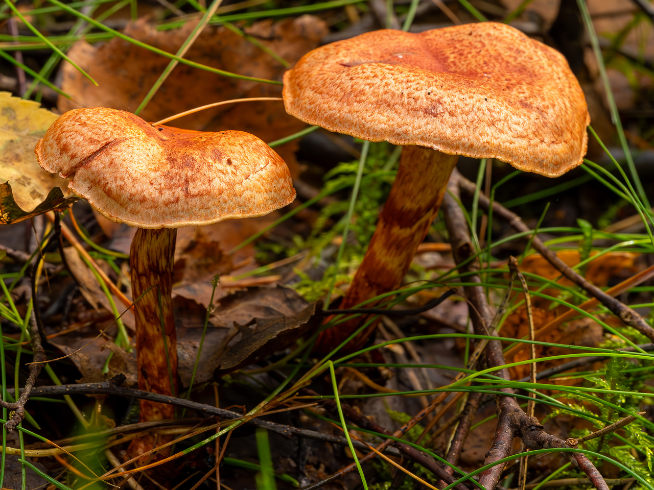 cortinarius-bolaris_2023-09-10_1-6