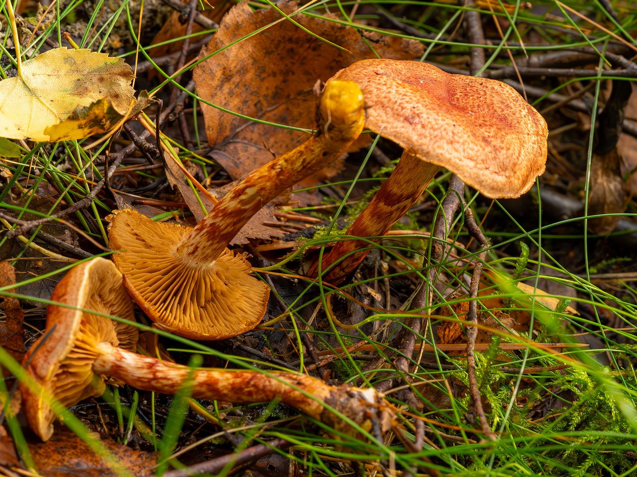 cortinarius-bolaris_2023-09-10_1-8