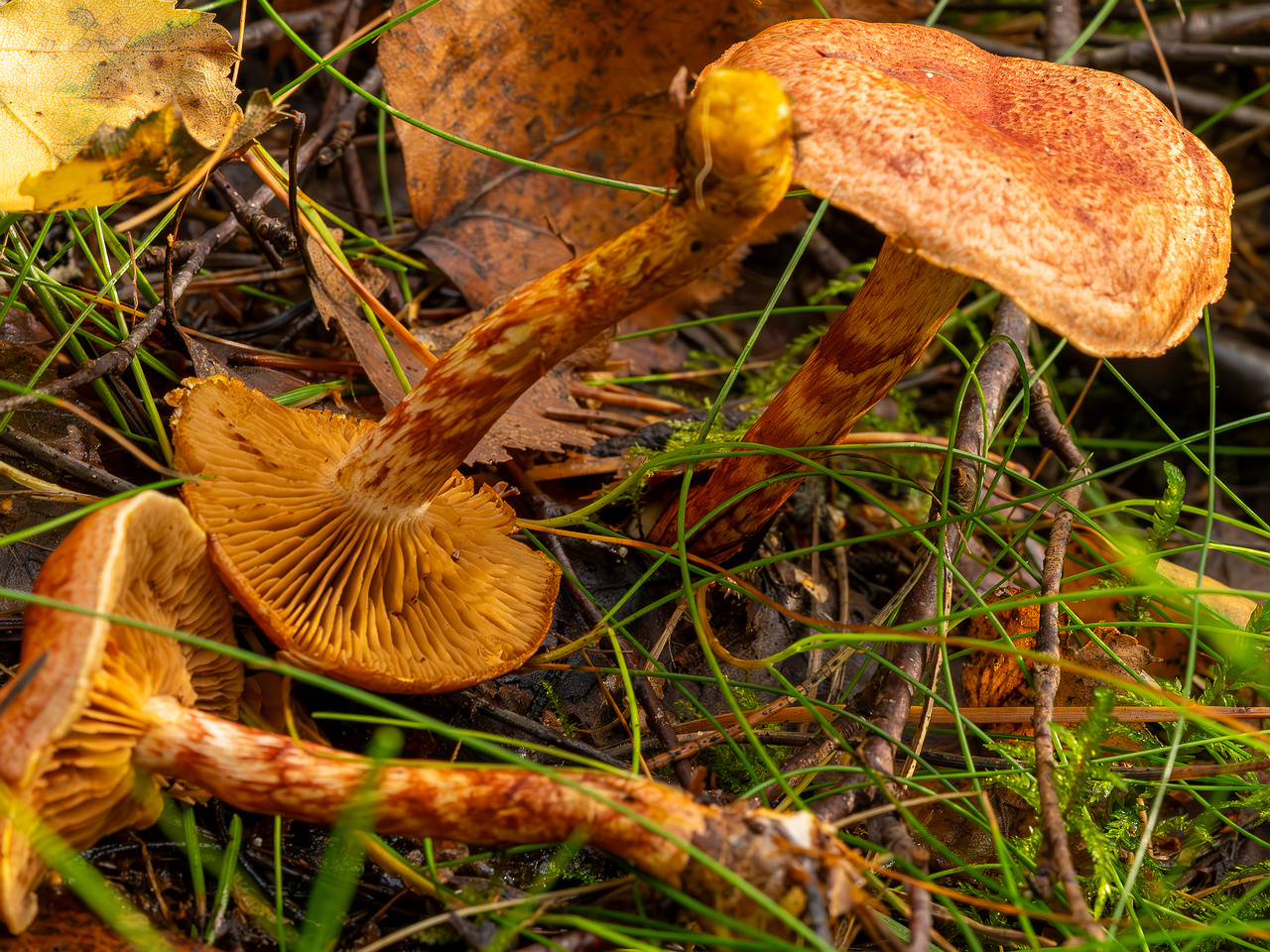 cortinarius-bolaris_2023-09-10_1-9