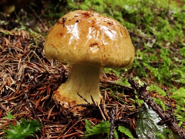 Cortinarius saginus - Паутинник массивный - Fat-footed webcap - Dickfussiger Schleierling