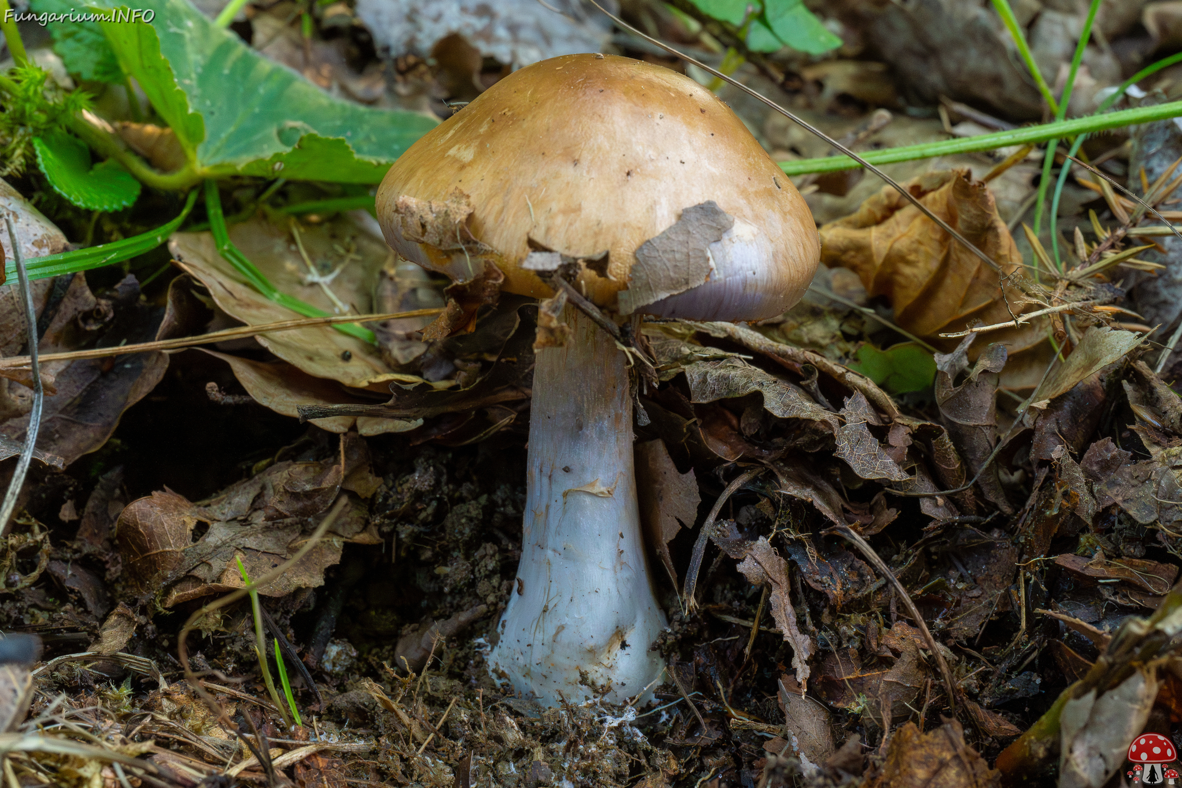 !cortinarius-infractus_1-3 