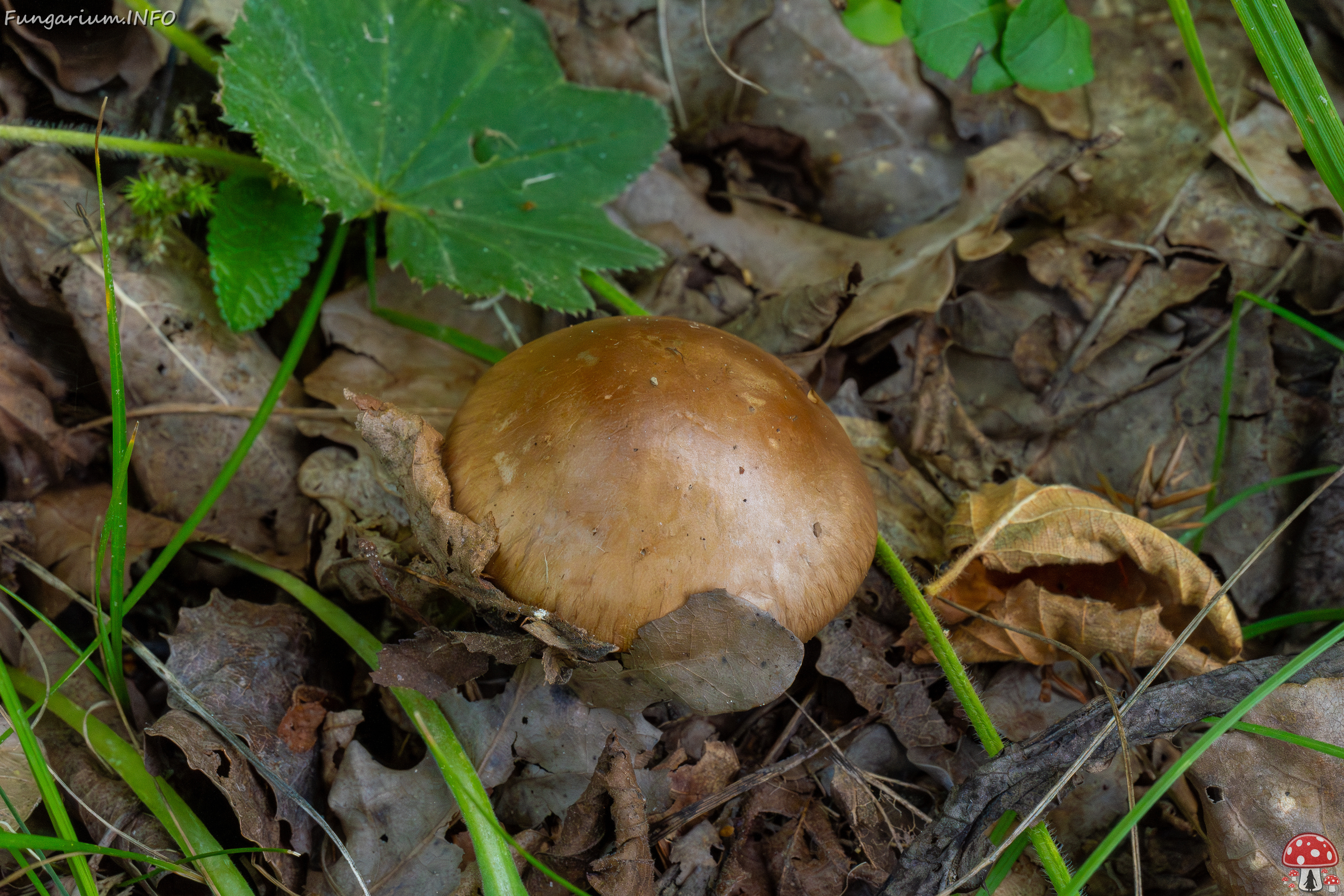 cortinarius-infractus_1-1 