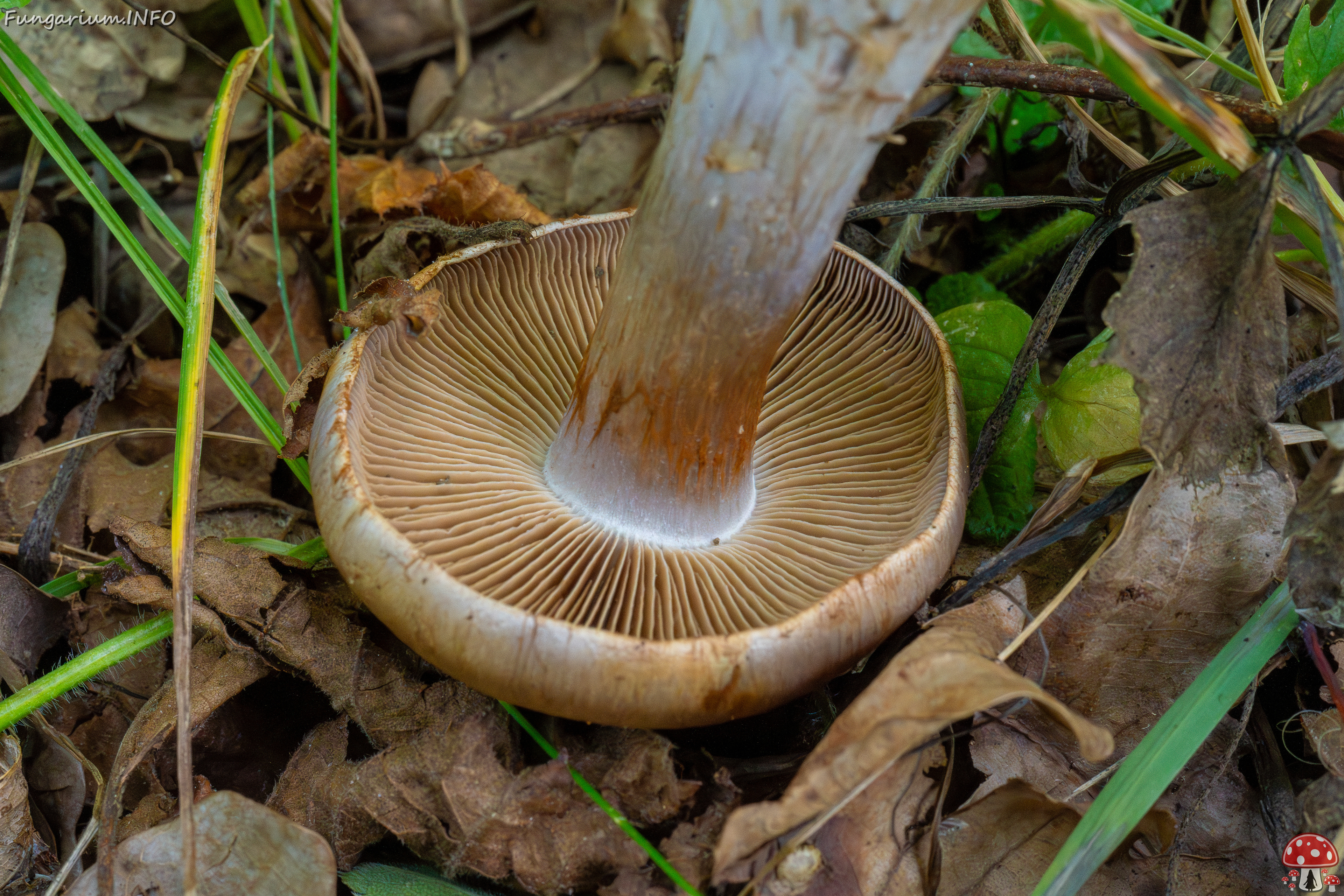 cortinarius-infractus_1-10 