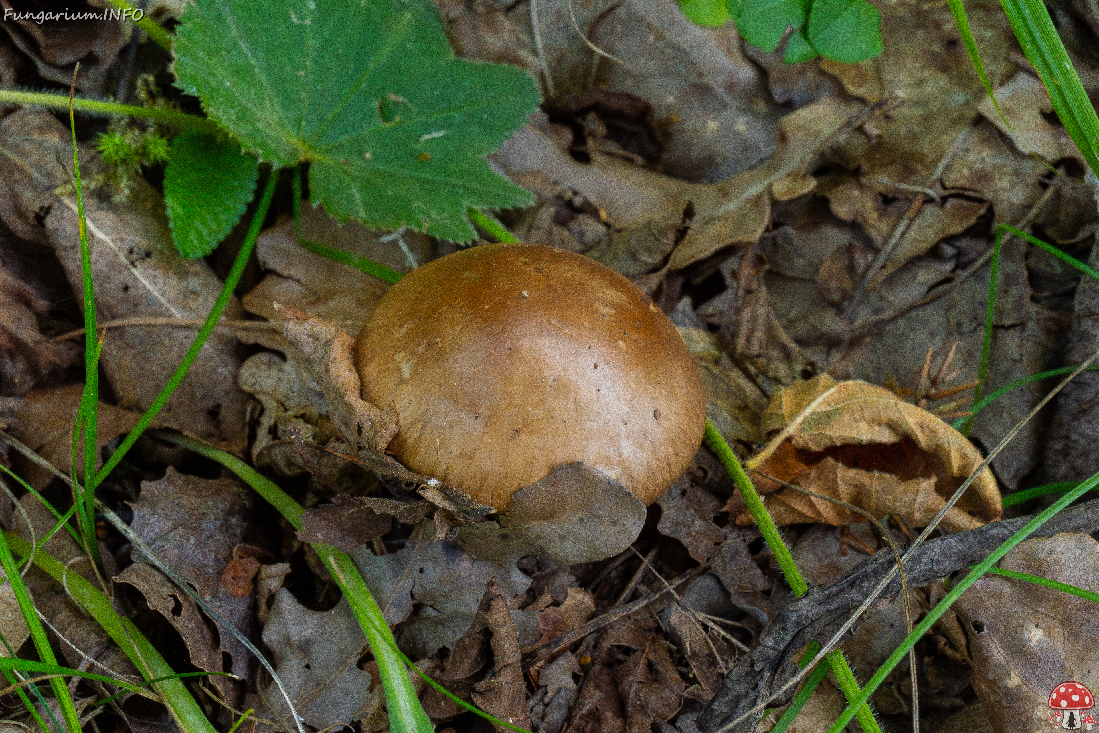 cortinarius-infractus_1-2 