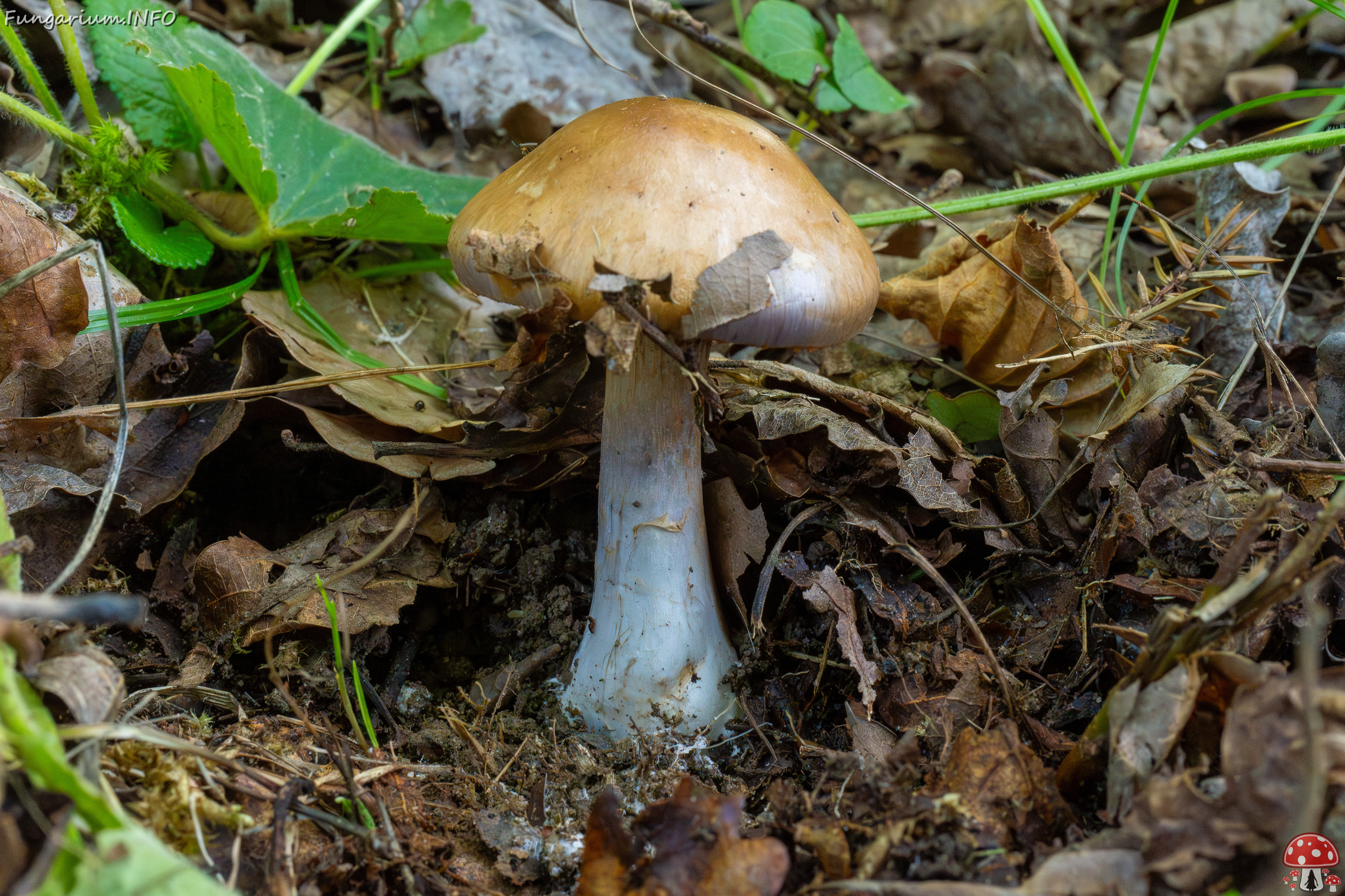 cortinarius-infractus_1-4 