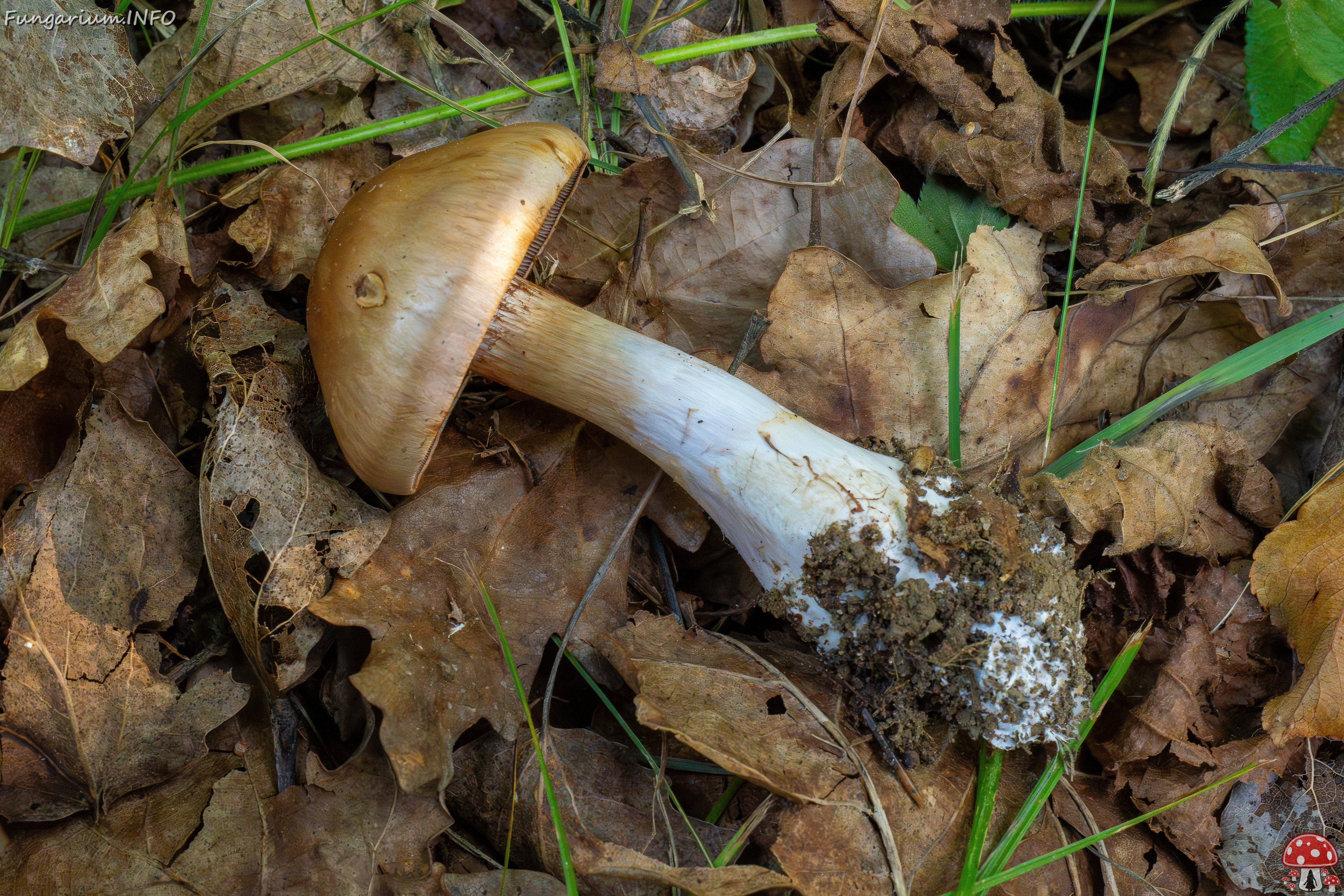 cortinarius-infractus_1-6 