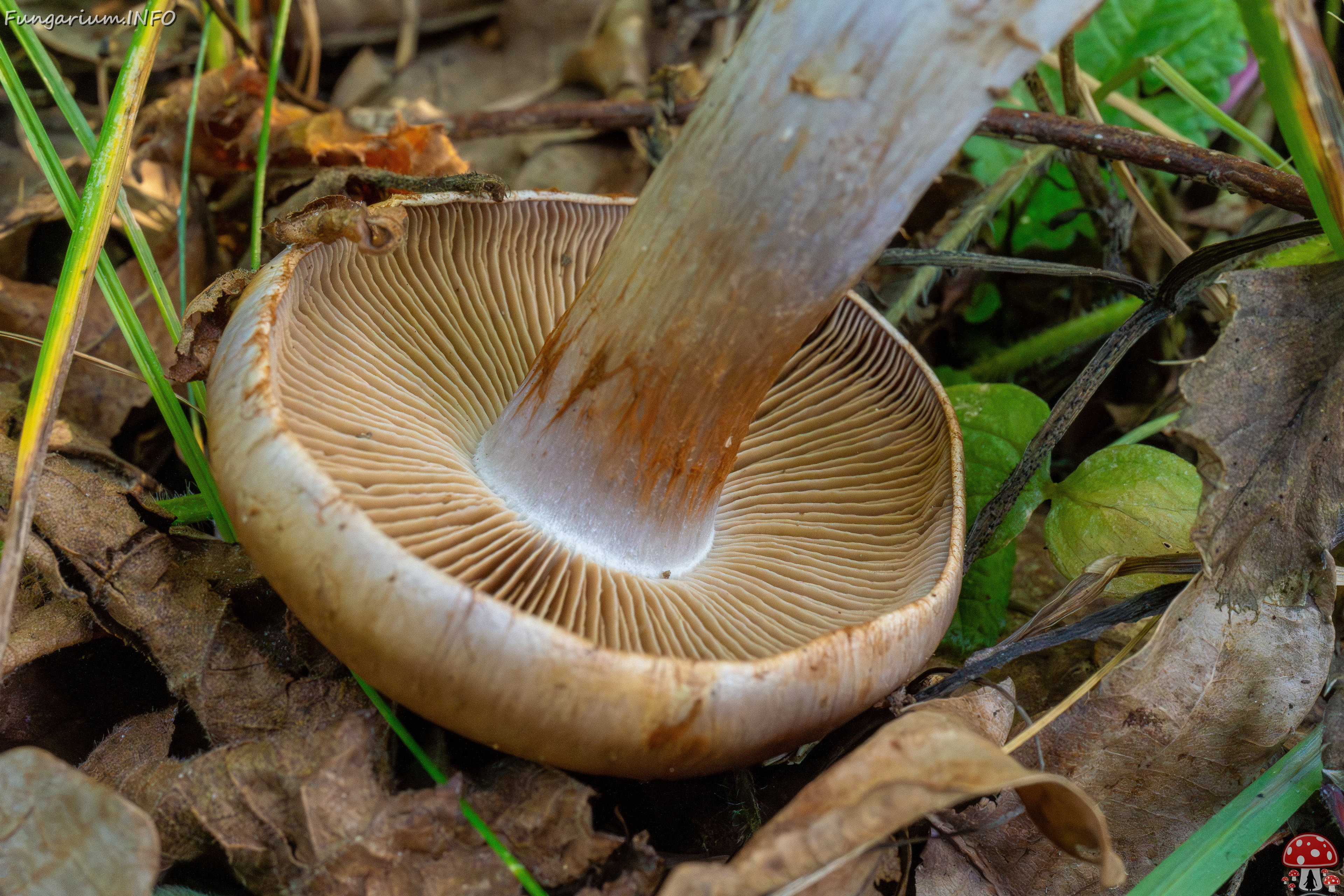 cortinarius-infractus_1-7 