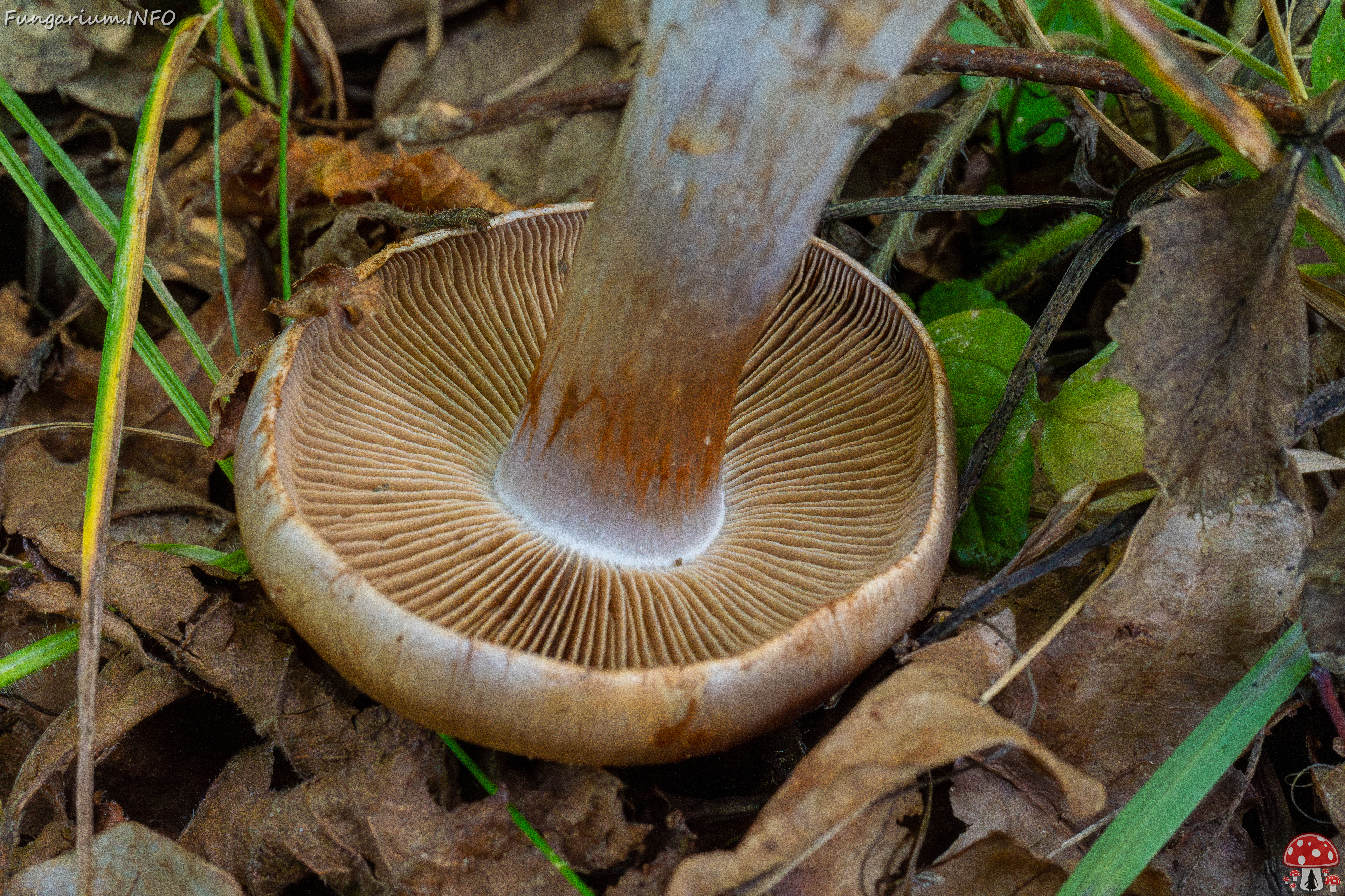 cortinarius-infractus_1-8 