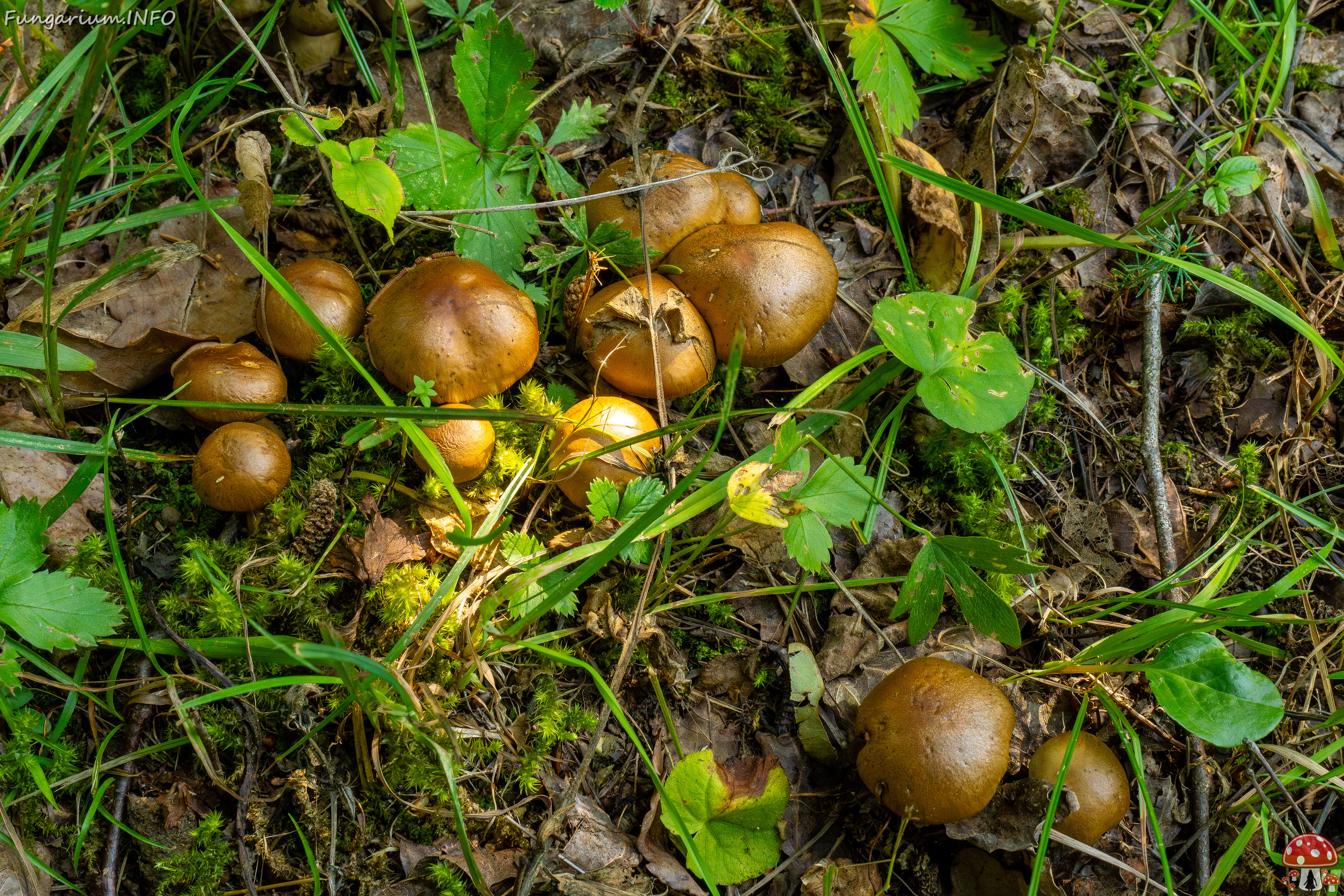 cortinarius-infractus_2-1 